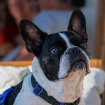 Схема программы лояльности онлайн-казино без депозита